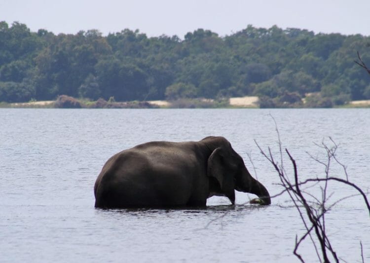 Bull elephant